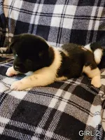 Starlight, a female Akita for sale in North Lewisburg, OH – 7 of 10
