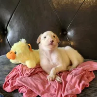 BG 3, a female Borzoi for sale in North Lewisburg, OH – Photo 3 of 9