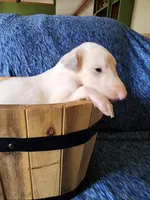 BG 3, a female Borzoi for sale in North Lewisburg, OH – Photo 9 of 9