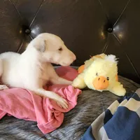 BG 3, a female Borzoi for sale in North Lewisburg, OH – Photo 1 of 9
