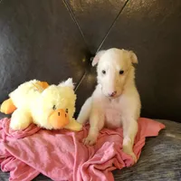 BG 3, a female Borzoi for sale in North Lewisburg, OH – Photo 2 of 9