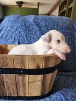 BG 3, a female Borzoi for sale in North Lewisburg, OH – Photo 6 of 9