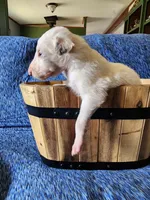 BG 3, a female Borzoi for sale in North Lewisburg, OH – Photo 8 of 9