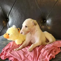 BG 3, a female Borzoi for sale in North Lewisburg, OH – Photo 4 of 9