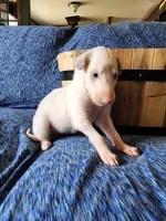 BG 3, a female Borzoi for sale in North Lewisburg, OH – Photo 7 of 9