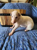 BG 3, a female Borzoi for sale in North Lewisburg, OH – Photo 5 of 9