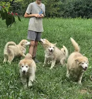 Sophie, a female Alaskan Malamute for sale in North Lewisburg, OH – 3 of 9