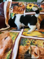 Starlight, a female Akita for sale in North Lewisburg, OH – 2 of 6