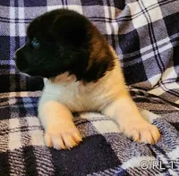 Dolly, a female Akita for sale in North Lewisburg, OH – 3 of 7