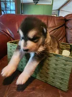Wanda, a female Alaskan Malamute for sale in North Lewisburg, OH – 3 of 7
