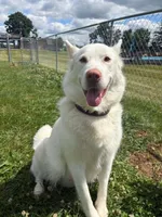 Maise, a female Alaskan Malamute for sale in North Lewisburg, OH – 8 of 8