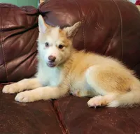 Sophie, a female Alaskan Malamute for sale in North Lewisburg, OH – 3 of 6