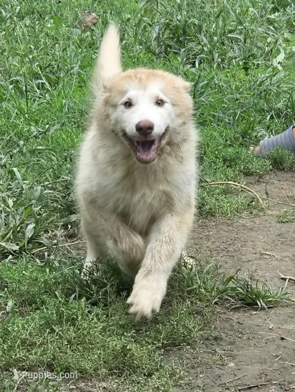 Emilia – Alaskan Malamute puppy for sale in North Lewisburg, OH