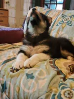 Nami, a female Alaskan Malamute for sale in North Lewisburg, OH – 4 of 7