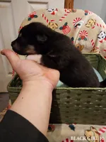 Nami, a female Alaskan Malamute for sale in North Lewisburg, OH – Photo 2 of 2