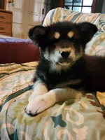 Nami, a female Alaskan Malamute for sale in North Lewisburg, OH – 3 of 7