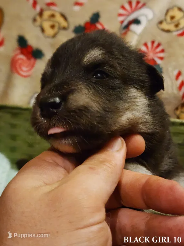 Nami – Alaskan Malamute puppy for sale in North Lewisburg, OH