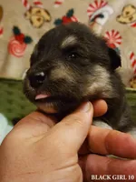 Nami, a female Alaskan Malamute for sale in North Lewisburg, OH – Photo 1 of 2