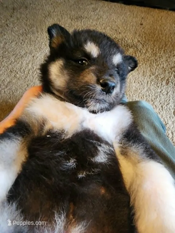 Nami – Alaskan Malamute puppy for sale in North Lewisburg, OH