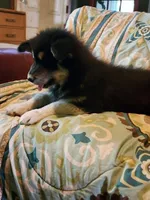 Nami, a female Alaskan Malamute for sale in North Lewisburg, OH – 5 of 7