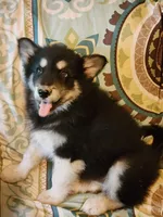 Nami, a female Alaskan Malamute for sale in North Lewisburg, OH – 1 of 7