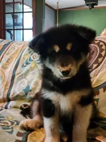 Nami, a female Alaskan Malamute for sale in North Lewisburg, OH – 6 of 7