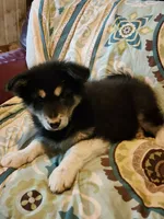 Nami, a female Alaskan Malamute for sale in North Lewisburg, OH – 2 of 7