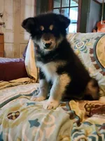 Nami, a female Alaskan Malamute for sale in North Lewisburg, OH – 7 of 7