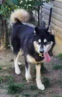 Suki, a female Alaskan Malamute for sale in North Lewisburg, OH – Photo 9 of 9