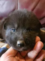 Suki, a female Alaskan Malamute for sale in North Lewisburg, OH – Photo 1 of 9