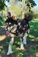 Suki, a female Alaskan Malamute for sale in North Lewisburg, OH – Photo 8 of 9