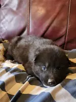 Suki, a female Alaskan Malamute for sale in North Lewisburg, OH – Photo 3 of 9