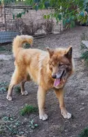 Suki, a female Alaskan Malamute for sale in North Lewisburg, OH – Photo 5 of 9