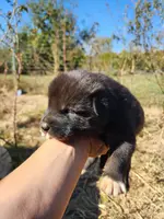 Suki, a female Alaskan Malamute for sale in North Lewisburg, OH – Photo 4 of 9