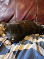 Suki, a female Alaskan Malamute for sale in North Lewisburg, OH – Photo 2 of 9