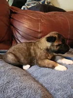 Male A2, a male Akita for sale in North Lewisburg, OH – Photo 5 of 10