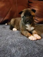 Male A2, a male Akita for sale in North Lewisburg, OH – Photo 1 of 10
