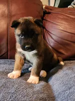 Male A2, a male Akita for sale in North Lewisburg, OH – Photo 3 of 10