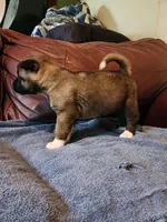 Male A2, a male Akita for sale in North Lewisburg, OH – Photo 2 of 10