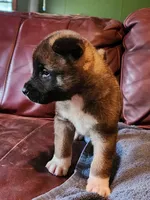 Male A2, a male Akita for sale in North Lewisburg, OH – Photo 4 of 10