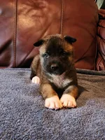 Male A2, a male Akita for sale in North Lewisburg, OH – Photo 6 of 10