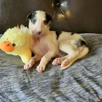 BB 6, a male Borzoi for sale in North Lewisburg, OH – Photo 3 of 10