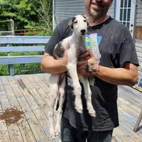 BB 6, a male Borzoi for sale in North Lewisburg, OH – Photo 1 of 10