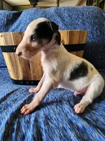 BB 6, a male Borzoi for sale in North Lewisburg, OH – Photo 8 of 10