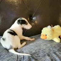 BB 6, a male Borzoi for sale in North Lewisburg, OH – Photo 5 of 10