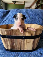 BB 6, a male Borzoi for sale in North Lewisburg, OH – Photo 7 of 10