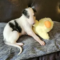 BB 6, a male Borzoi for sale in North Lewisburg, OH – Photo 2 of 10