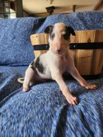 BB 6, a male Borzoi for sale in North Lewisburg, OH – Photo 6 of 10