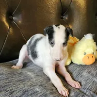 BB 6, a male Borzoi for sale in North Lewisburg, OH – Photo 4 of 10