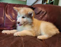 Maise, a female Alaskan Malamute for sale in North Lewisburg, OH – 2 of 8